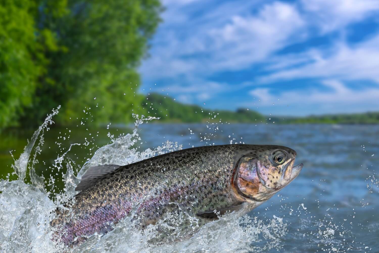 Forfait Pêche (PLAN AMÉRICAIN) 