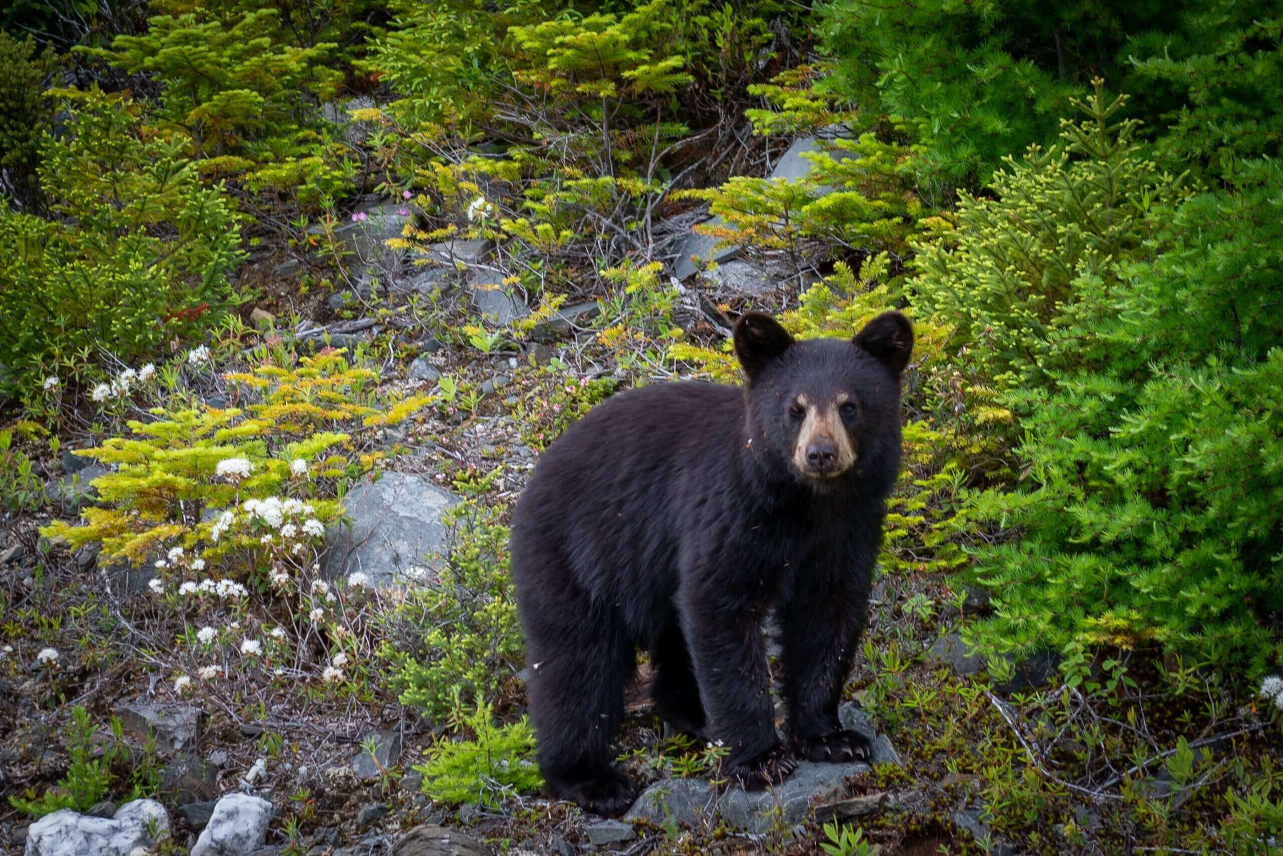 Chasse à l'ours